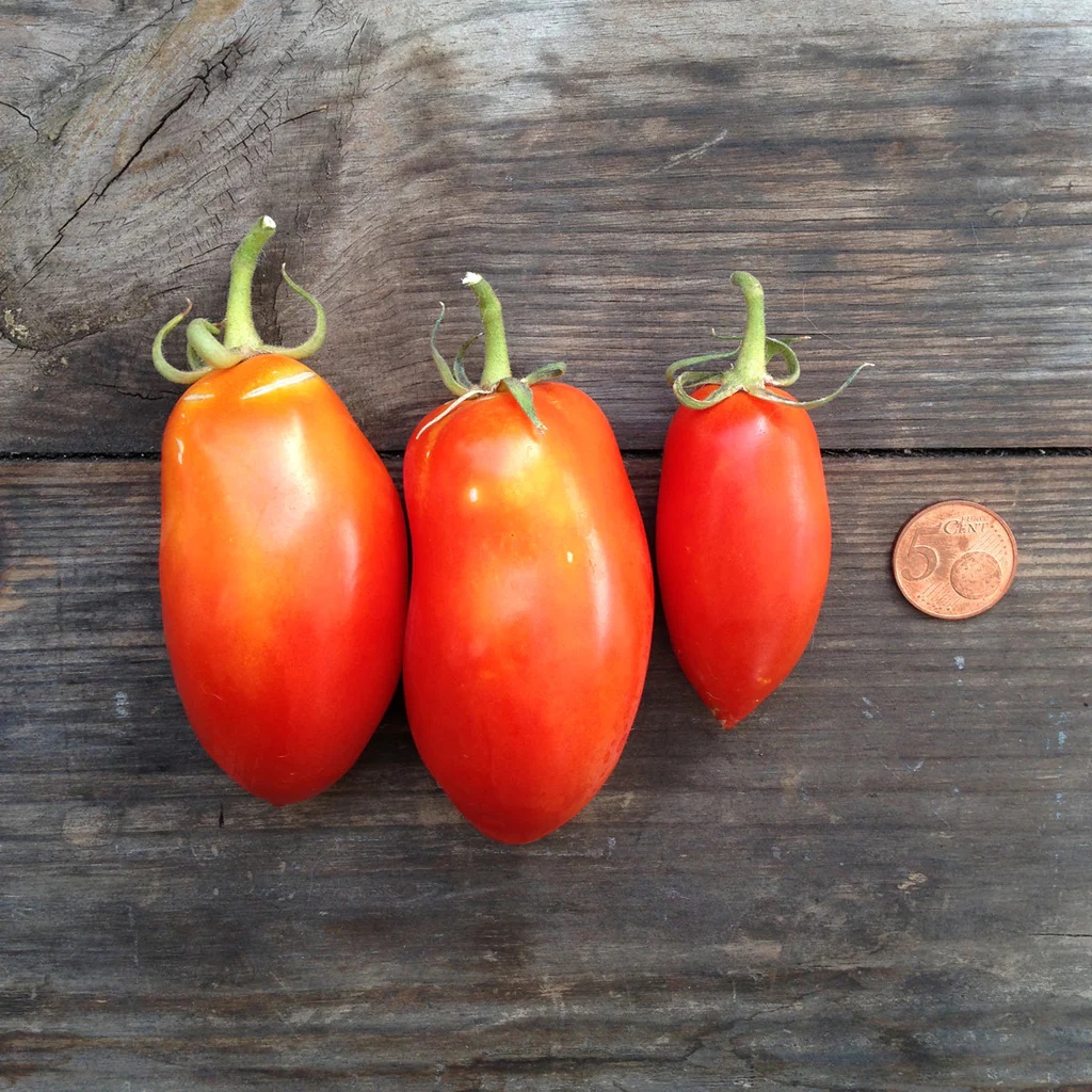 Piccolo . Semi Tomato Sa Marzano Nano